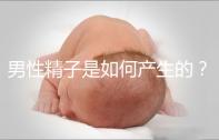 男性精子是如何產(chǎn)生的？