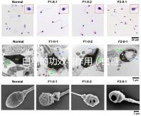白糖的功效與作用（白糖的功效與作用及營養(yǎng)價(jià)值）