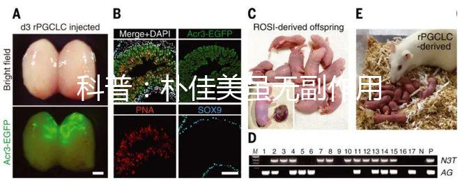 科普：樸佳美雖無副作用，但也不能和同類型藥品同吃