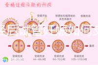 絕經后試管妊娠如何支持黃體戳，醫生：掌握時間很重要