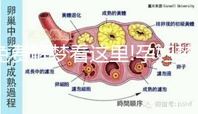免費(fèi)解夢看這里!孕婦夢見大棗不止預(yù)示生兒子