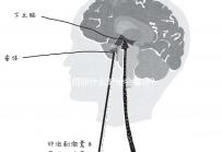 受精卵什么時候會著床?臨床經(jīng)驗:12天后著床幾率低