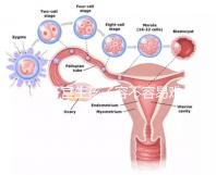 雙子宮生孩子容不容易難產(chǎn)看情況，注意這幾點(diǎn)也能順利抱娃