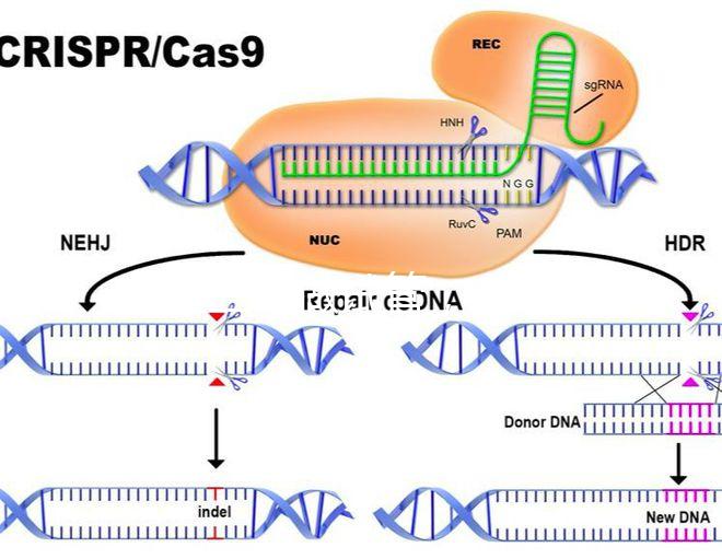 北醫三院做試管，自然周期鮮胚移植成功率是多少？