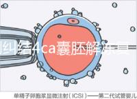 別糾結4ca囊胚解凍復蘇最早幾天能測出了，著床率先了解下