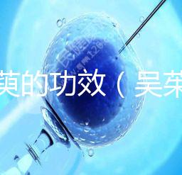 吳茱萸的功效(吳茱萸上火還是降火)