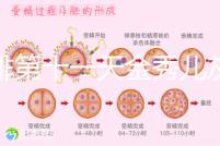 促排第十一天金秀兒灰印、白板均有希望，抽血hcg2懷孕懸