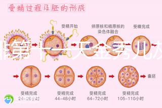促排第十一天金秀兒灰印、白板均有希望，抽血hcg2懷孕懸