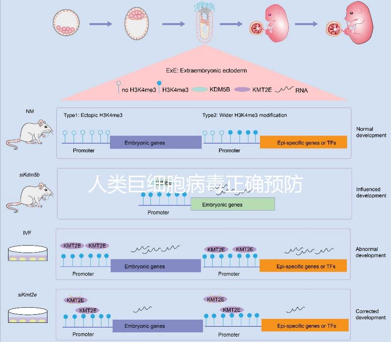 人類巨細(xì)胞病毒正確預(yù)防措施,10個(gè)月懷孕生子不是夢
