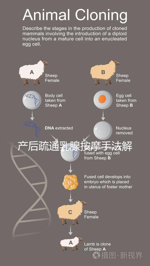 產后疏通乳腺按摩手法解密，不用吸奶器輕松搞定堵奶、奶結