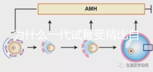 為什么一代試管受精比自然受精更解密？精子和卵子的質量只有一個