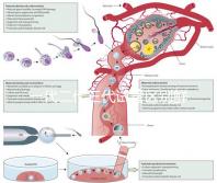 一代二代三代試管區別鮮胚（一代 二代 三代試管）