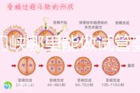 三門峽哪里能做試管嬰兒？從經歷談成功率和費用