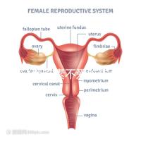 懷孕愛吃素不愛吃肉多半是女兒？幾率究竟多大進來一看便知