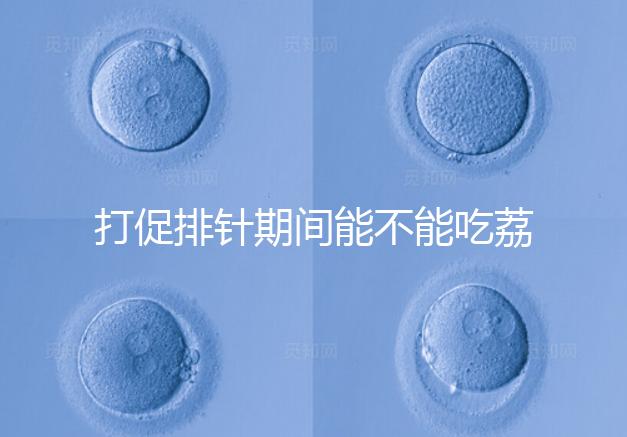 打促排針期間能不能吃荔枝看月份，想促進卵泡發育別亂食用