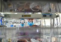 枸杞根煮青皮鴨蛋可不可以去胎毒看情況，32周吃作用不大