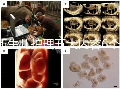 新生兒護(hù)理五大內(nèi)容6個要點整理,嬰兒養(yǎng)育照護(hù)干貨來了