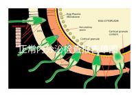 正常內(nèi)分泌檢查報告單圖片大全，一分鐘弄懂檢測結(jié)果怎么看