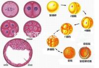 格魯吉亞試管嬰兒：深入了解優勢與適用人群！