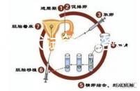 泰國三代試管價格變動，2025年最新費用行情一覽