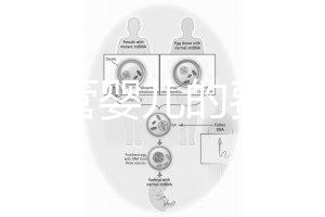 泰國試管嬰兒的費(fèi)用（泰國試管嬰兒的費(fèi)用是多少？）