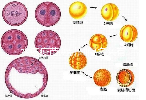 水痘疫苗兩針間隔多久有規定，第二針什么時候按年齡來算