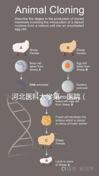 河北醫(yī)科大學第一醫(yī)院（河北醫(yī)科大學第一醫(yī)院擅長什么）