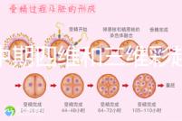 孕中期四維和三維彩超檢查區(qū)別真不小，看完便知誰更好