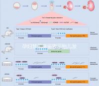 孕婦夢見麻雀表示胎兒發(fā)育很健康!具體胎夢含義解讀