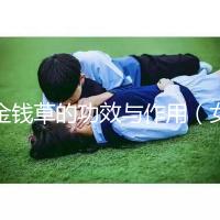 金錢(qián)草的功效與作用（女人長(zhǎng)期喝金錢(qián)草的好處）