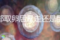 腹部取卵后是走還是臥床？適當走路喝點紅豆水是正確做法