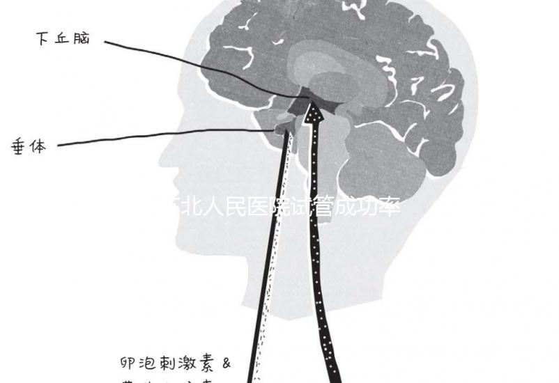 蘇北人民醫(yī)院試管成功率首次公開！3大案例分享助孕體驗(yàn)