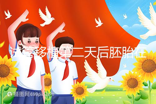 試管移植第二天后胚胎在干嘛！子宮內(nèi)游走居無(wú)定所