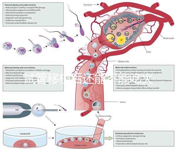試管移植后還能不能吃火鍋嗎？能吃or不能吃看大家怎么說