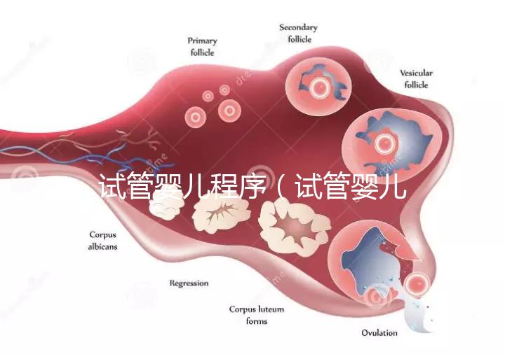 試管嬰兒程序(試管嬰兒程序和時間)