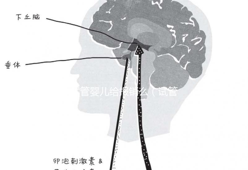 試管嬰兒給報銷么(試管嬰兒給報銷嗎)