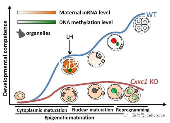 試管嬰兒技術全流程科普:促排、受精、移植等關鍵步驟詳解