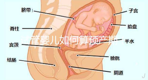 試管嬰兒如何算預(yù)產(chǎn)期（試管嬰兒如何算預(yù)產(chǎn)期計(jì)算器）
