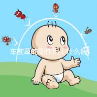 車前草的副作用（什么病最怕車前草）