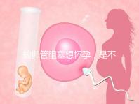 輸卵管阻塞想懷孕，是不是只能做試管嬰兒？