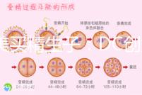 赴美買精生子：DC創(chuàng)始人葉海洋怒砸50萬生下五國(guó)混血兒