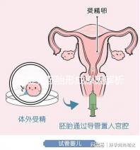 馬賽克胚胎形成原因解析，關(guān)于pgs嵌合體的那些事