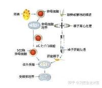 2024年安徽三孩產(chǎn)假政策更新，提前多久休息自然分娩或剖腹產(chǎn)？