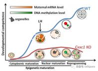 2024北京人工授精私立醫院排名專欄，哪家好看完有數